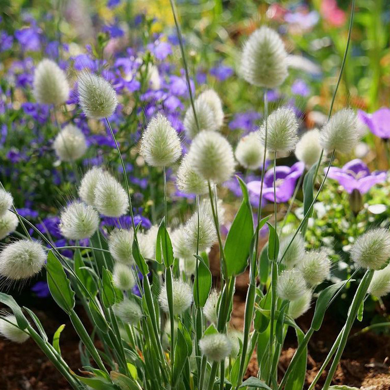 花卉春季耐寒植物兔尾盆栽新手可做干花叶子花卉