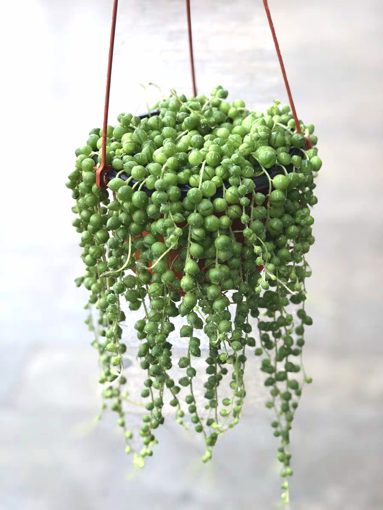 清棚佛珠多肉爆盆情人泪超超长垂吊植物防辐射多肉植物