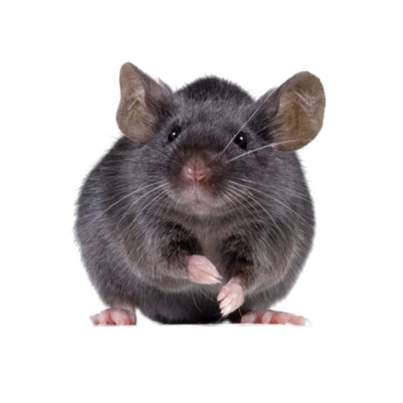 活体无菌c57小黑黑鼠实验鼠小白鼠大白鼠繁殖组活爬虫