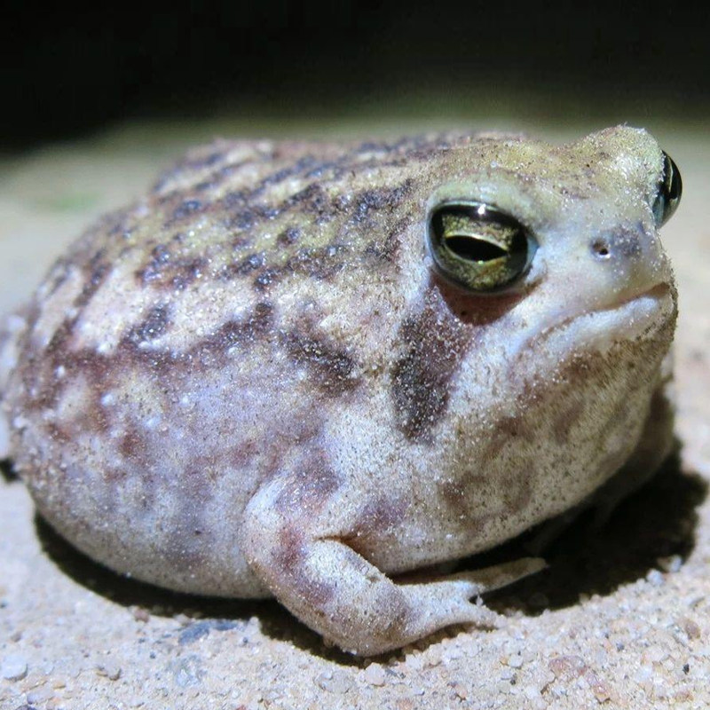 馒头蛙赤小馒头愤怒邮包包邮包宠物小宠桌面树蛙特色爬宠