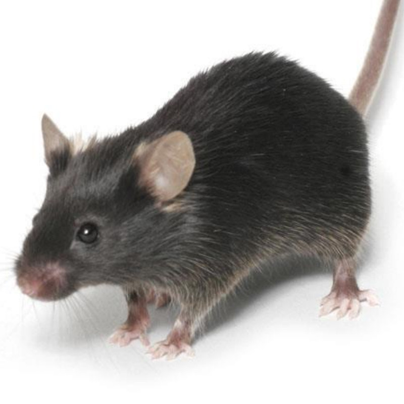 活体无菌c57小黑黑鼠实验鼠小白鼠大白鼠繁殖组活爬虫