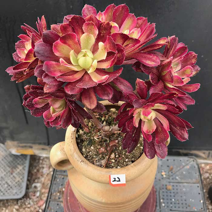 红腹轮法师锦老桩多肉植物一物一拍防辐射吸甲醛猫九的肉铺满包邮