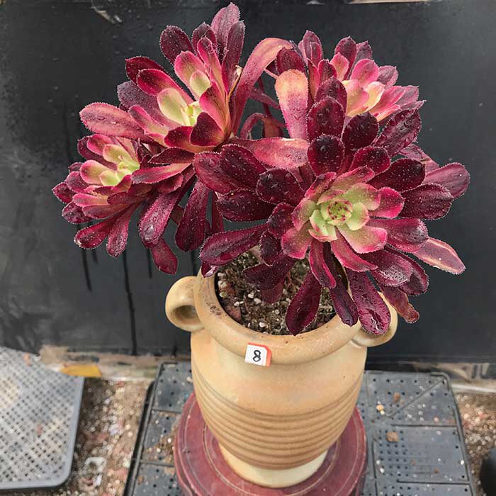 红腹轮法师锦老桩多肉植物一物一拍防辐射吸甲醛猫九的肉铺满包邮