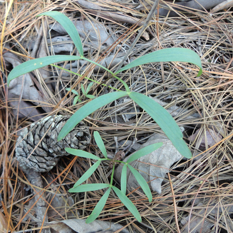 哀牢彝家/哀牢山野生防风/竹叶防风/云防风药草 中药材100克