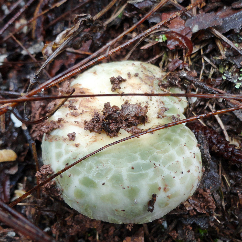 云南哀牢山野生青头菌蘑菇变绿红菇 青冈菌绿豆菌 500克干货
