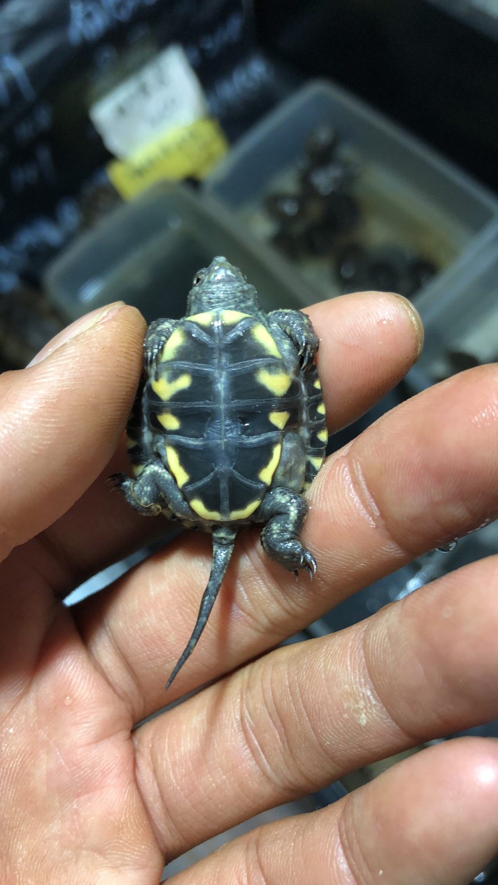 八戒姐姐欧泽欧洲泽龟烟花满天星耐寒浅水活体龟