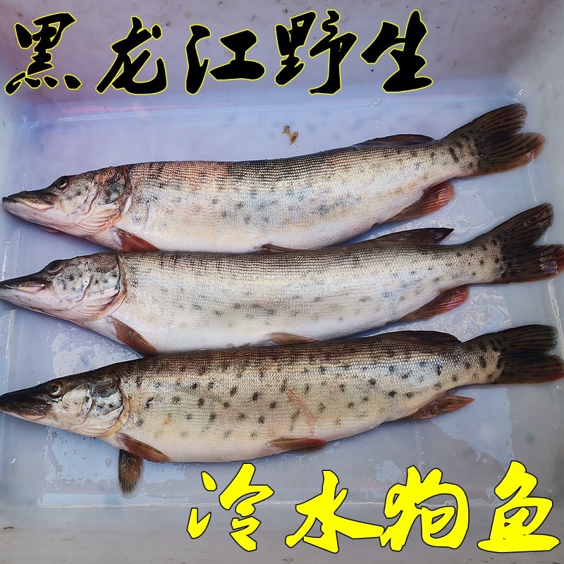 狗鱼包邮黑龙江特产野生冷水整条棒子黑斑淡水鱼类