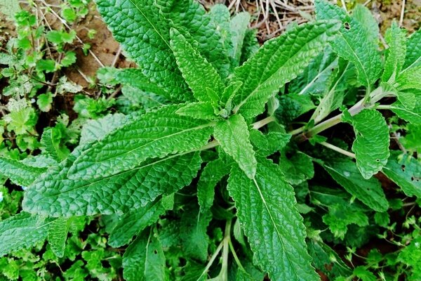 蛤蟆草野生包邮新鲜现挖大棵带根蛤蟆草雪见草荔枝草500克