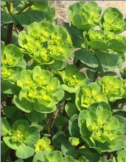 新鲜野生现挖大棵猫眼草整棵带根大棵五朵云500克霜打干品泽漆