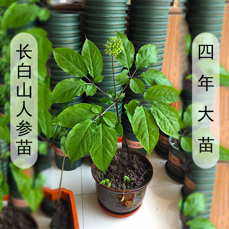 人参四年长白山单支20g种苗活参白参园盆栽种子绿植
