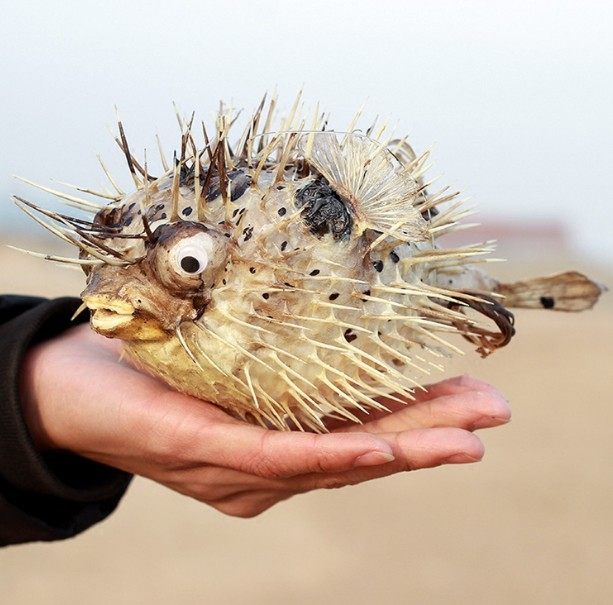 包邮刺豚鱼标本汽球刺猬河豚鱼皮圭鱼玩具居家海螺