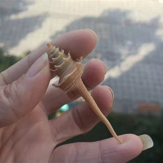 包邮天然海螺贝壳长纺轴螺标本收藏纪念品鱼缸海螺