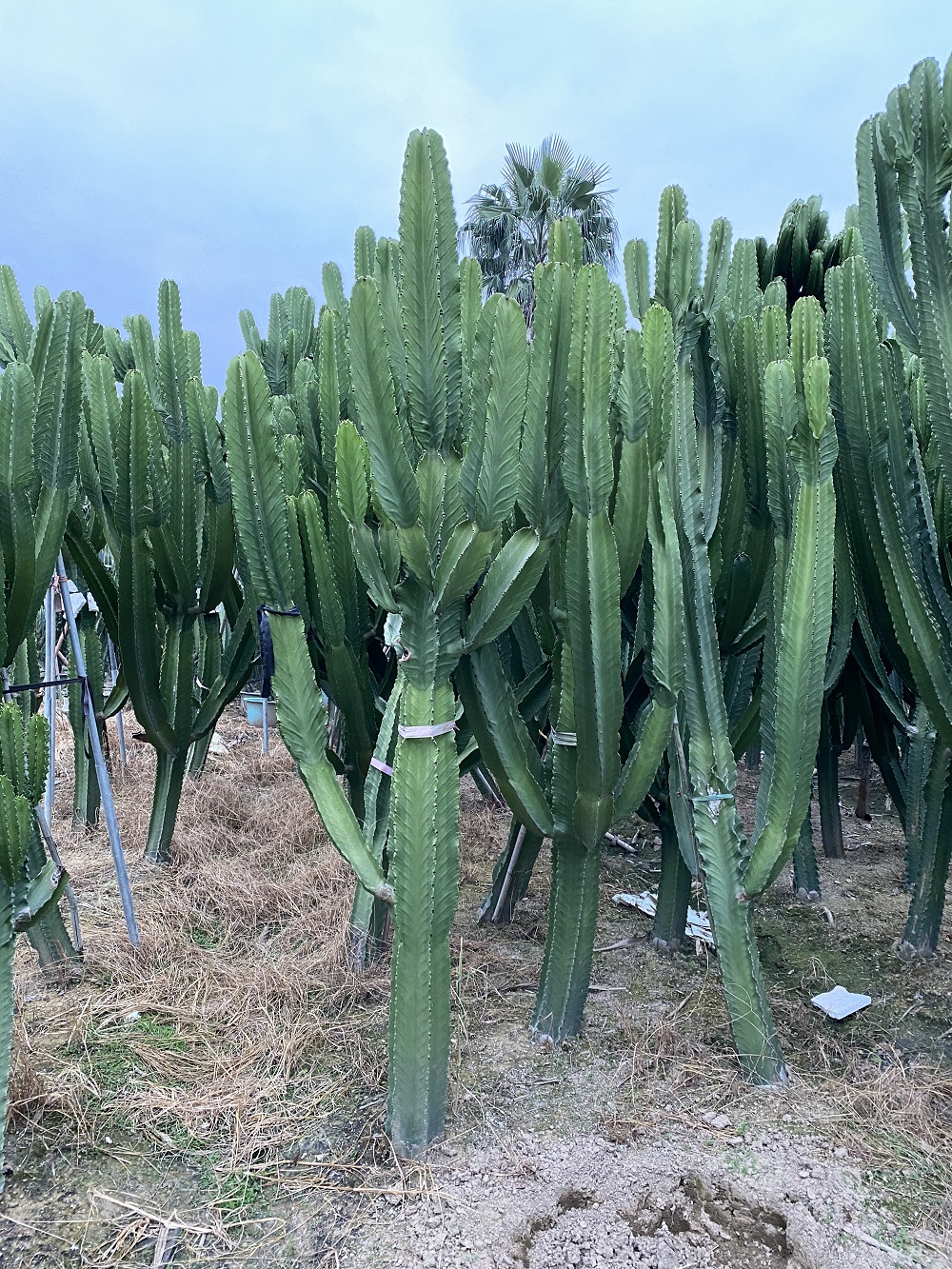 大戟阁仙人柱植物大戟科多肉植物超大带手臂分叉侧牙造景佳品