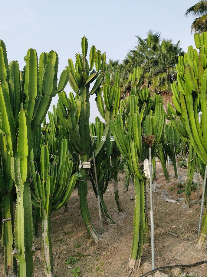 植物大戟阁仙人大戟科多肉超大手臂分叉侧牙造景多肉植物