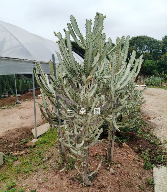 白龙骨大戟科防辐射室内植物沙生造景柱形仙人掌有多多肉植物