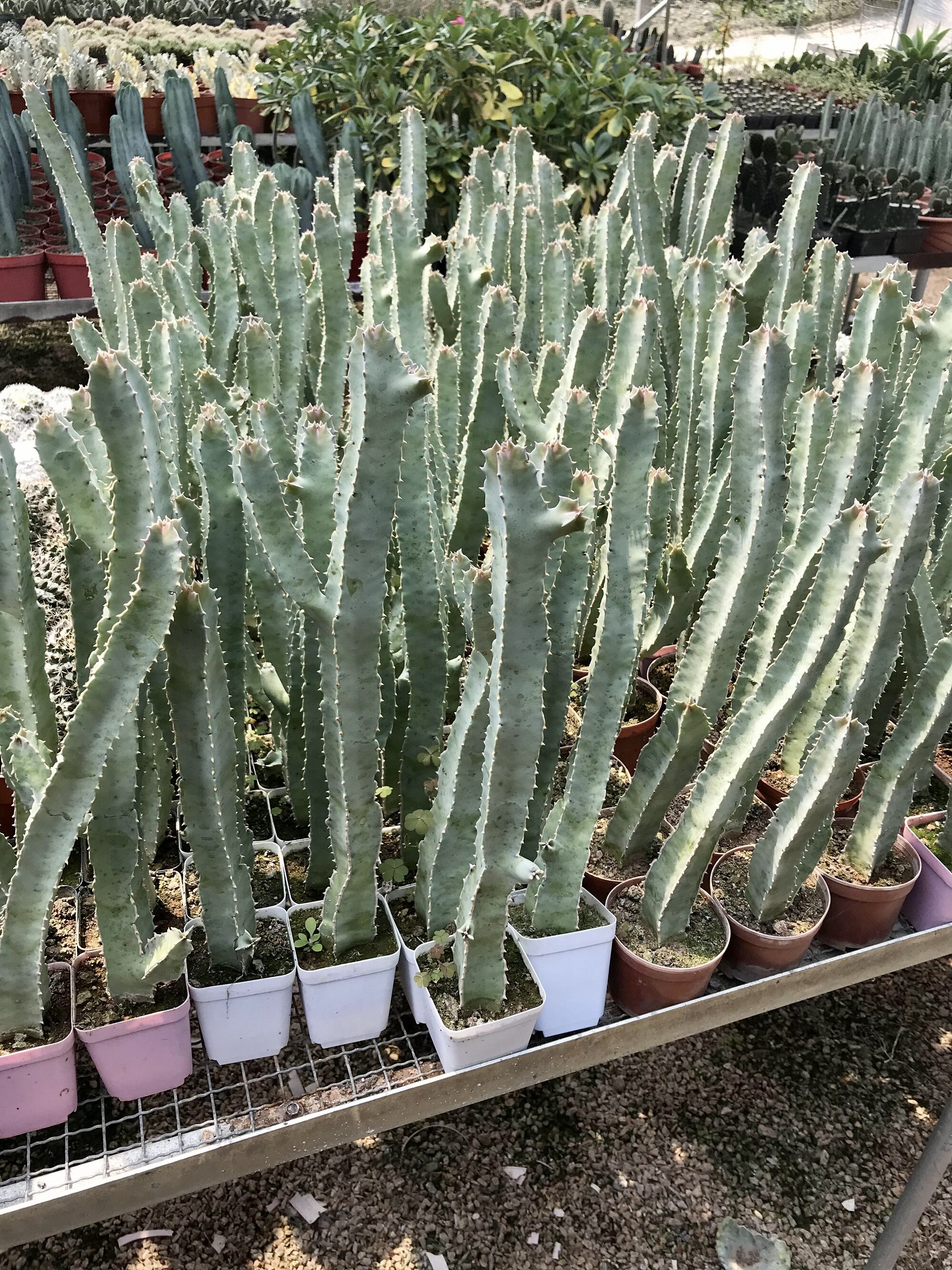 四角萝藦美丽丽水牛角仙人掌多肉植物绿植盆栽多肉植物