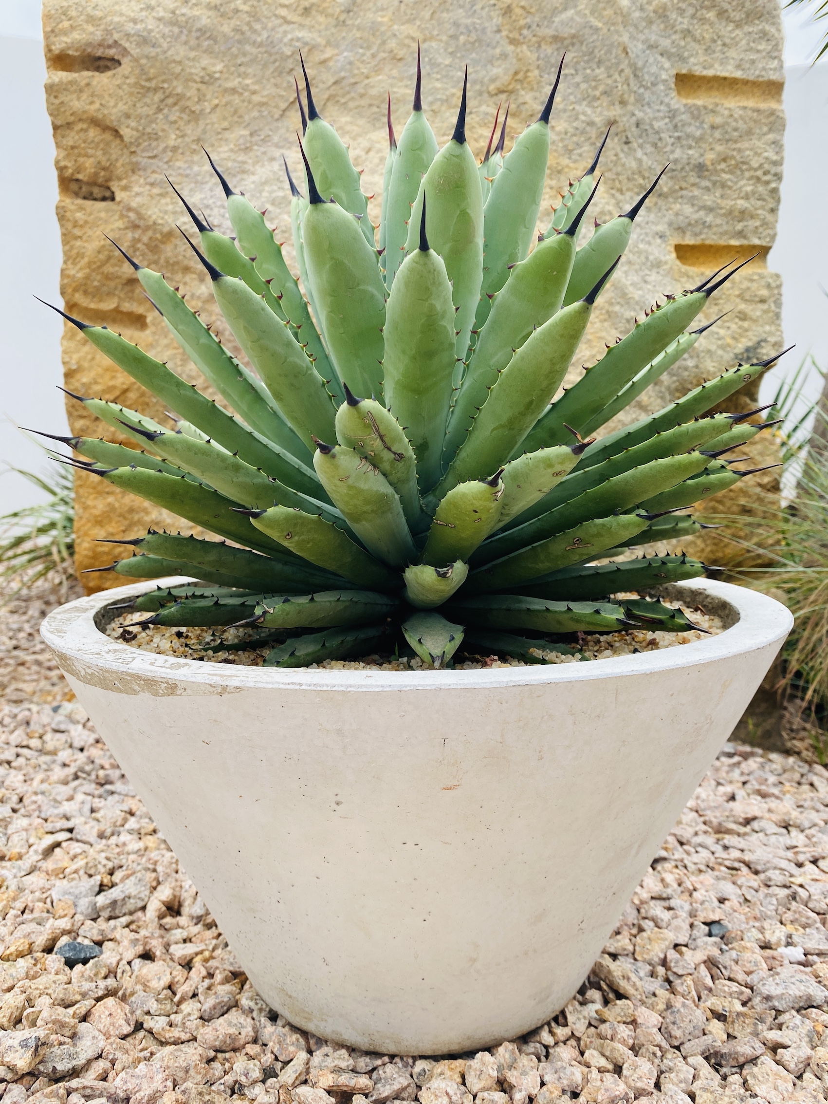 芊朵园龙舌兰科绿肌八荒造景点缀防辐射包邮盆栽多肉植物