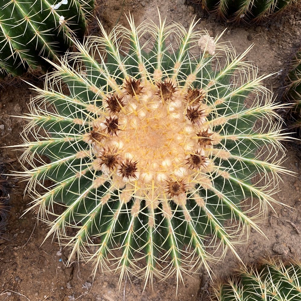 仙人芊朵园金虎植物大个盆栽强刺球超大金大号多肉植物