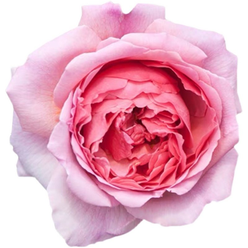 藤本月季法国礼服蔷薇花苗大花浓香花卉爬藤植物花卉