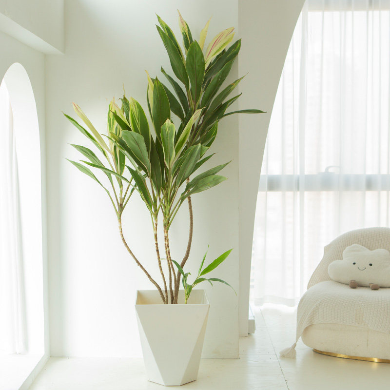 植物彩虹梦幻朱焦七彩青叶北欧大型绿植室内大型绿植