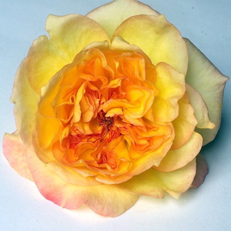 戴尔巴德橘子酱大浓香新品月季多季开花抗病时令草本花卉