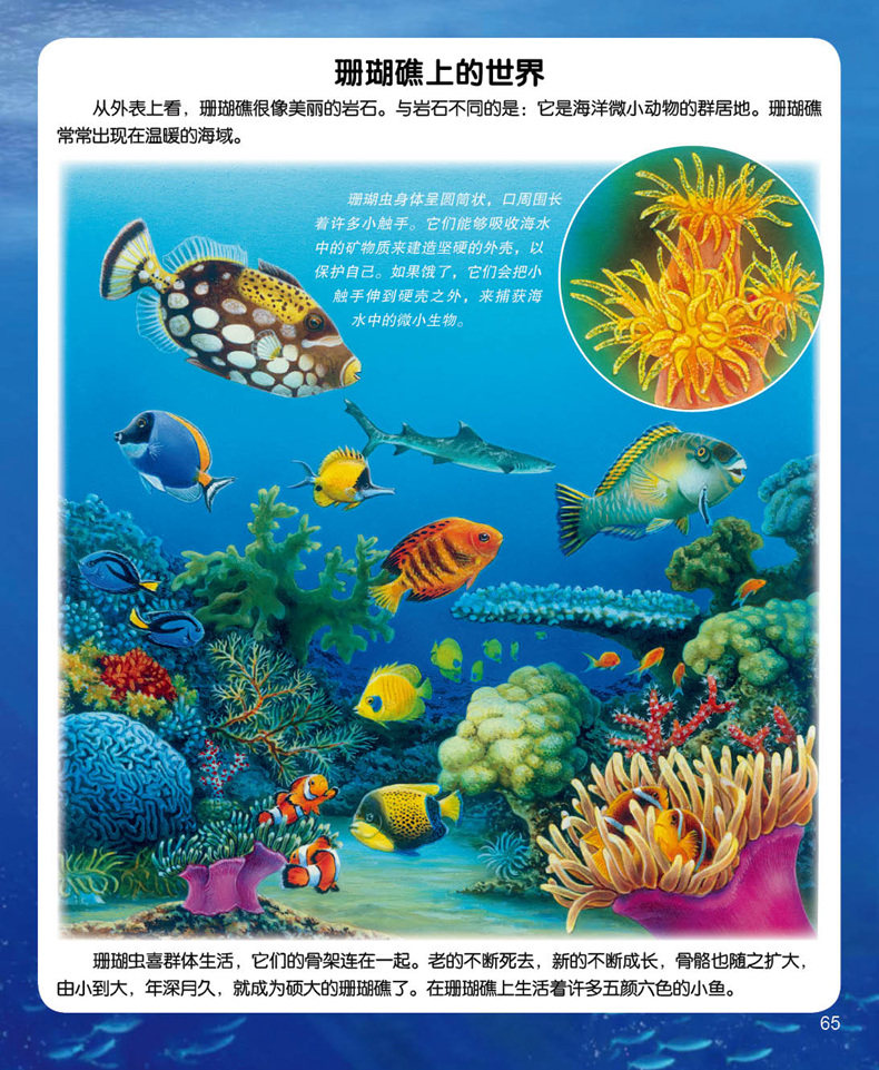 正版包邮 法国趣味图解小百科海洋的奥秘 少儿科普书 海洋知识百科