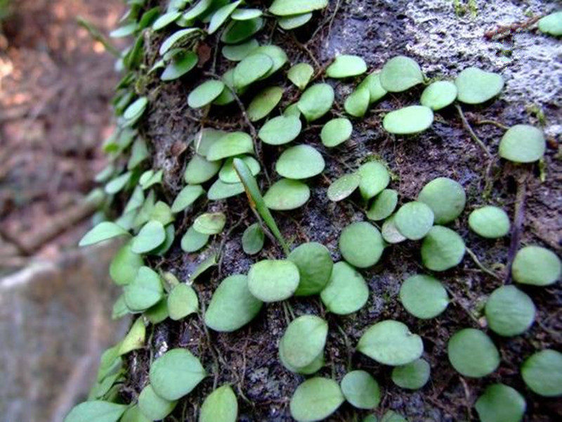 中药材抱石莲 抱石连 抱树莲 瓜子菜金龟藤瓜米菜飞莲草500克新货
