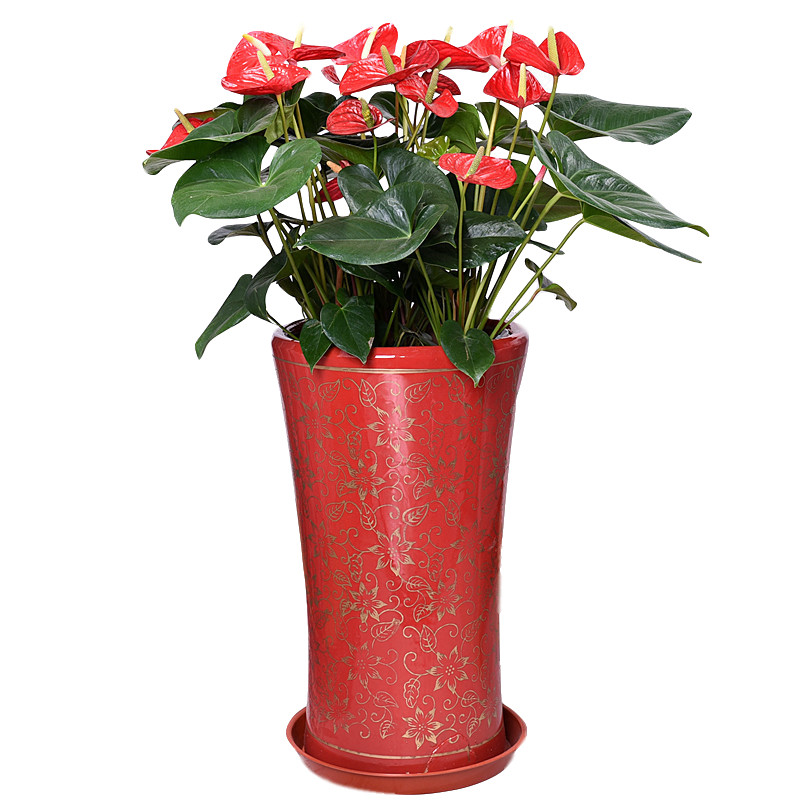 红掌盆栽花卉室内客厅办公办公室室前台大绿植大型绿植