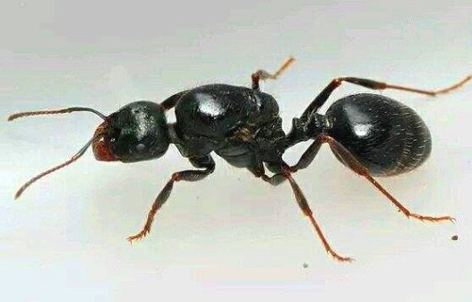 收获国庆工匠活体蚂蚁宠物工坊中的巨首蚁包蚂蚁