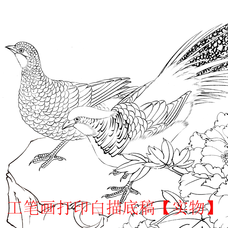 国画有步骤练习过稿临摹锦鸡竖幅玲玲工笔画郑玲玲国画