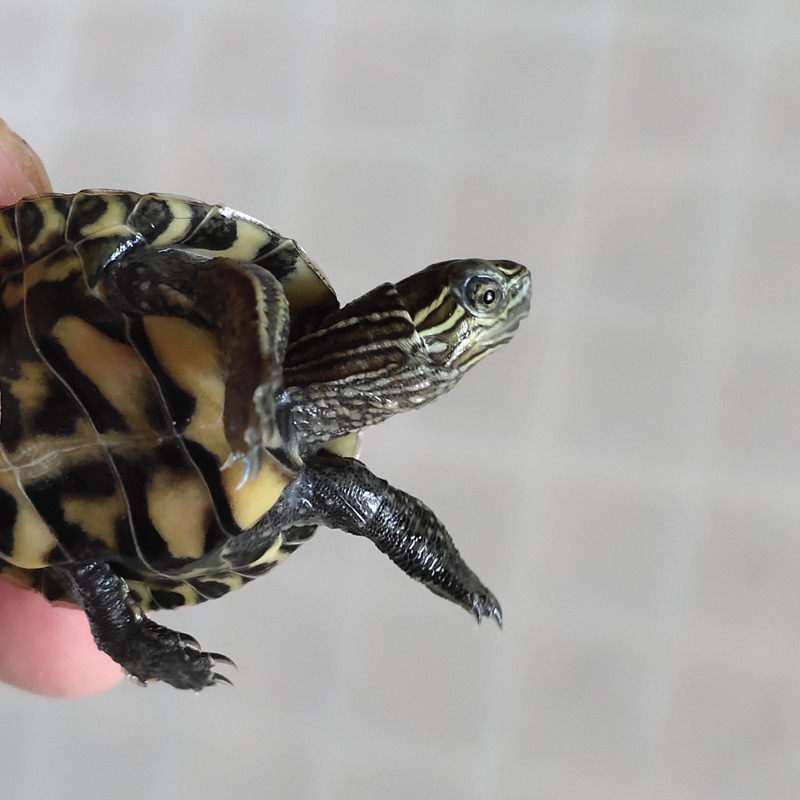 活物乌龟日本石龟杂花草日石杂花龟外冷水宠物龟