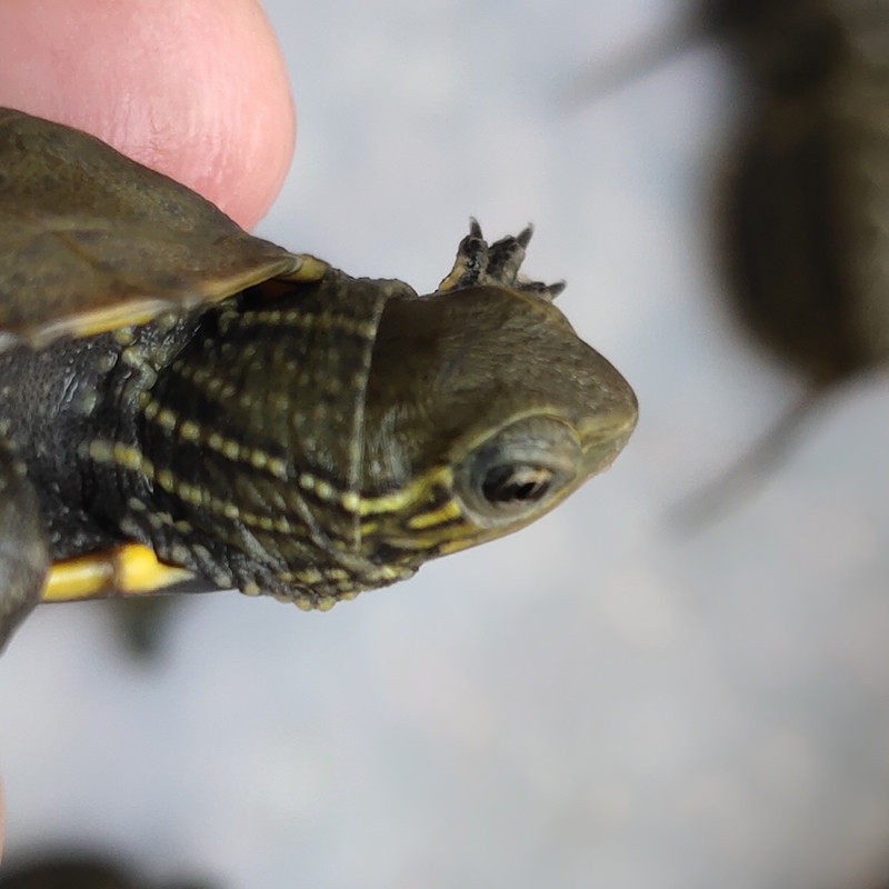 乌龟活物日本石龟杂喉日石杂花日花草龟宠物龟网红小龟苗活体龟苗