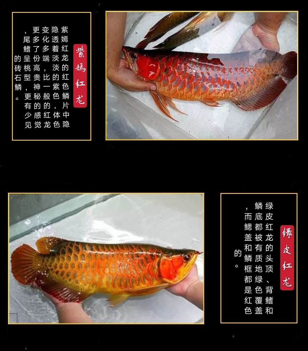 印尼红龙鱼活体辣椒红龙鱼超血红龙苗 金龙鱼活鱼小龙鱼苗