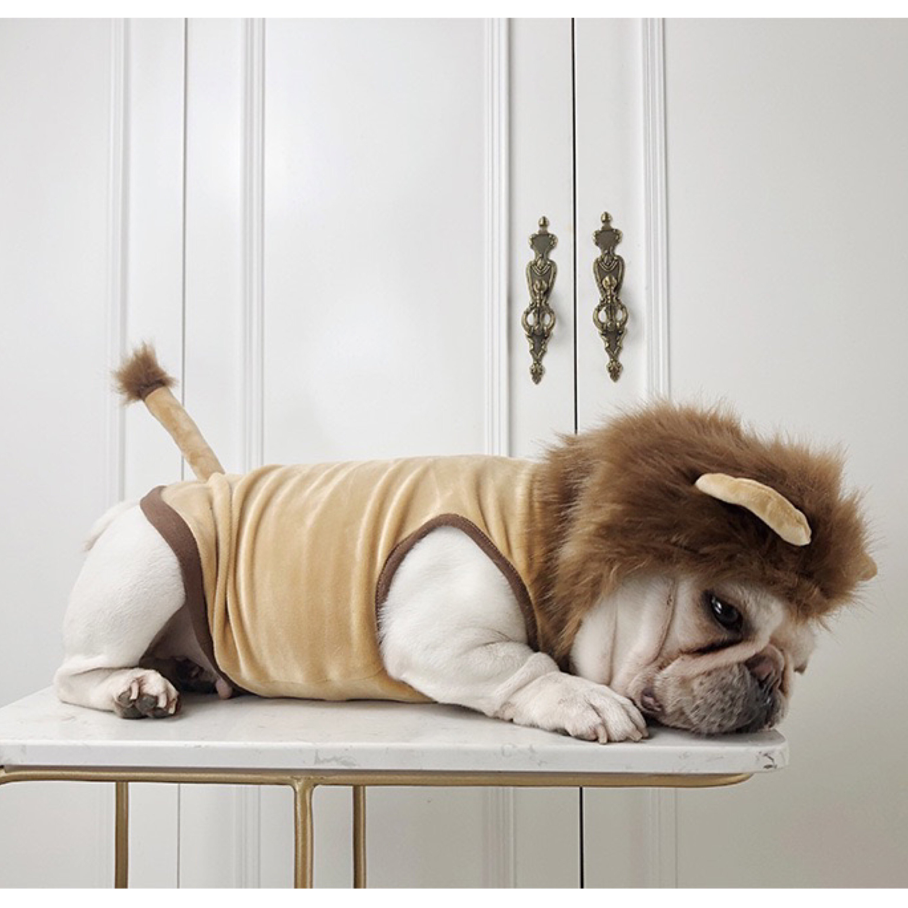 狮子衣服造型装法斗巴哥犬网红宠物万圣节狗宠物服装