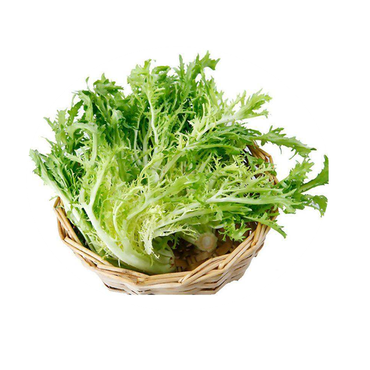 法国黄心细叶花叶苦苣种子庭院阳台盆栽苦菊籽早熟速生四季播包邮