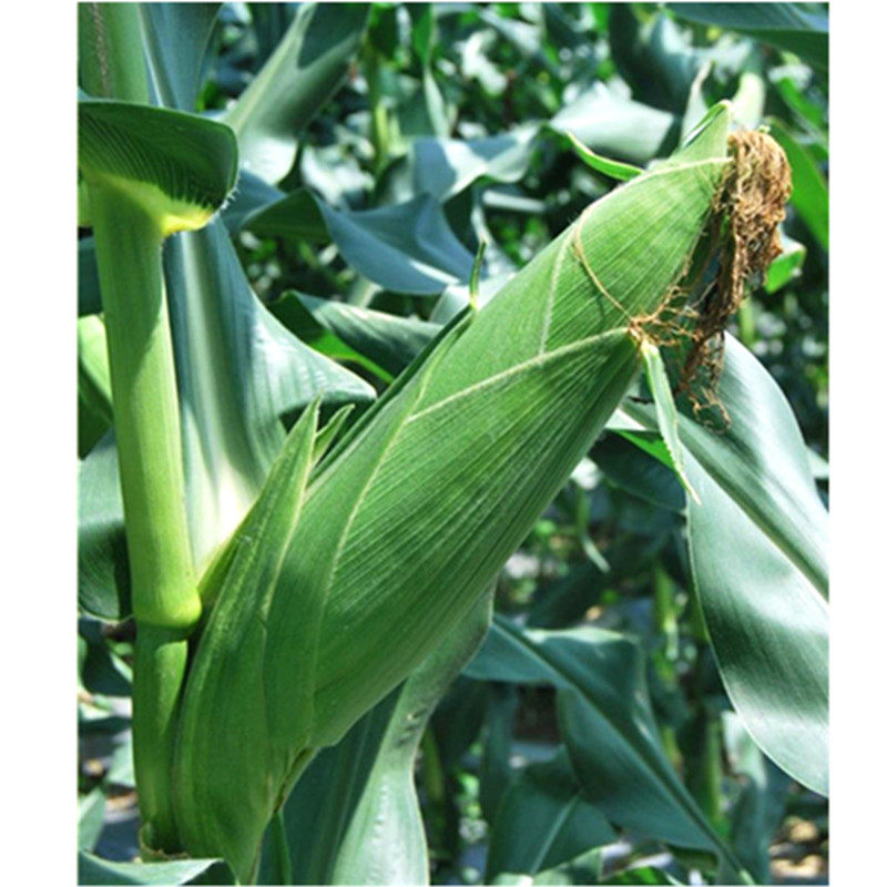 京科糯2000燕禾金2000白糯玉米种子大棒甜糯皮薄轴细口感好审定籽