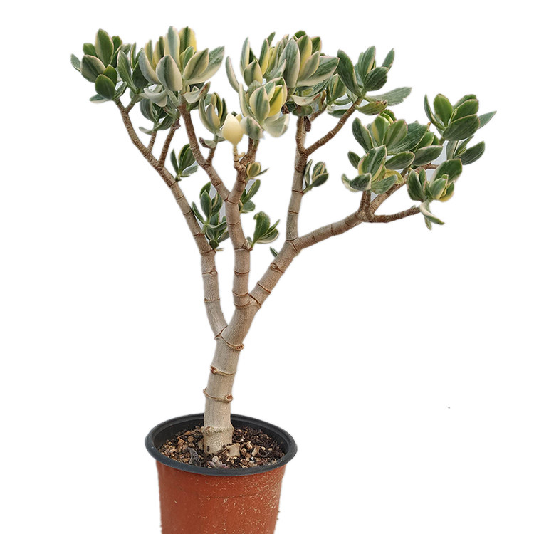 多肉花月三色月老桩单头植物一物一拍盼盼多肉植物