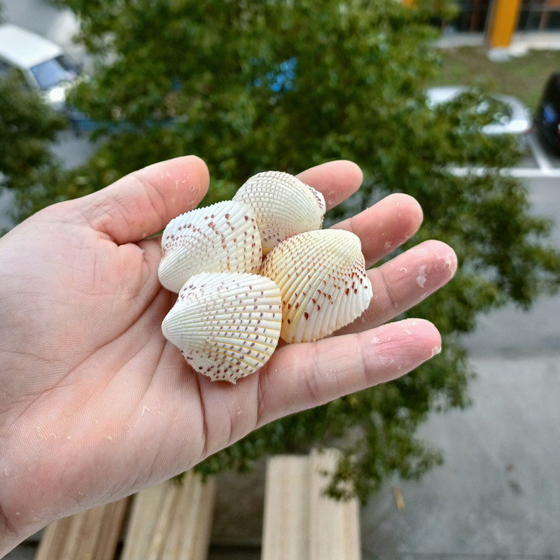 包邮海螺贝壳长刺星螺七星稀有标本鱼缸水族海螺