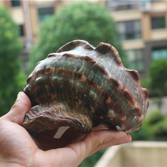包邮天然海螺贝壳超大绿蝾螺夜光蝾螺 家居装饰摆件水族收藏礼品