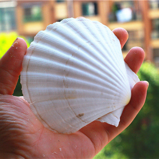 扇贝贝壳热卖天然海螺diy手绘白扇画白白色海螺