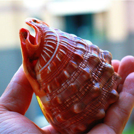 包邮天然海螺贝壳万宝螺富贵螺四大名螺之一 招财进宝摆件珊瑚