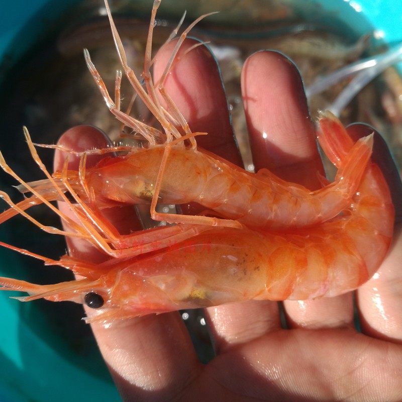 争鲜海鲜野生红头鸡尾可生生吃红虾活冻虾非活虾