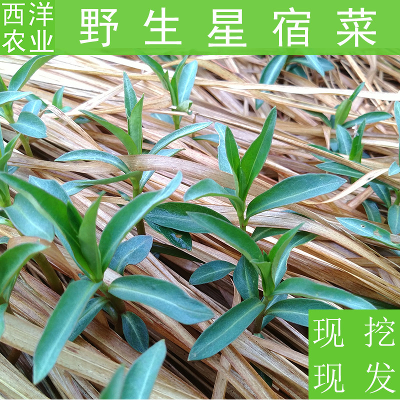 野生新鲜星宿菜红根草大田基黄假辣蓼泥鳅菜红筋草红气根500克