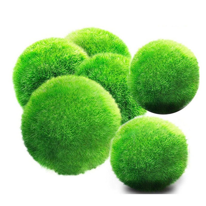 绿藻球海藻球迷你水草球活体鱼缸生态造景前景真水草阴性