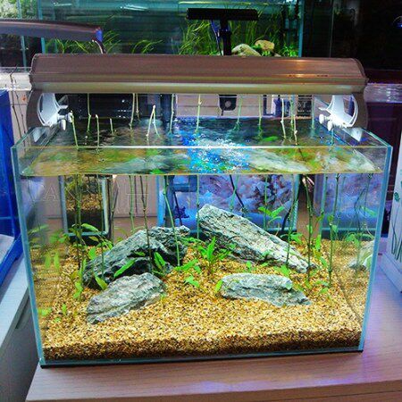 龙骨石青龙石鱼缸水族箱造景装饰之间的木化石造景石松皮石包邮