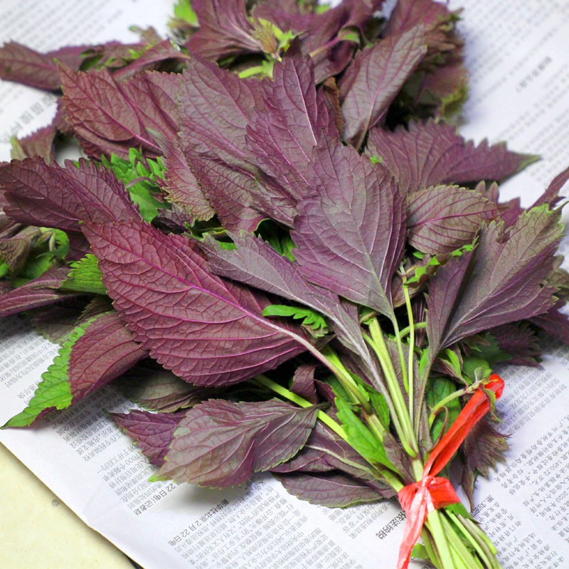 新鲜紫苏带杆田间直发湖南农家自种紫苏叶调料其它