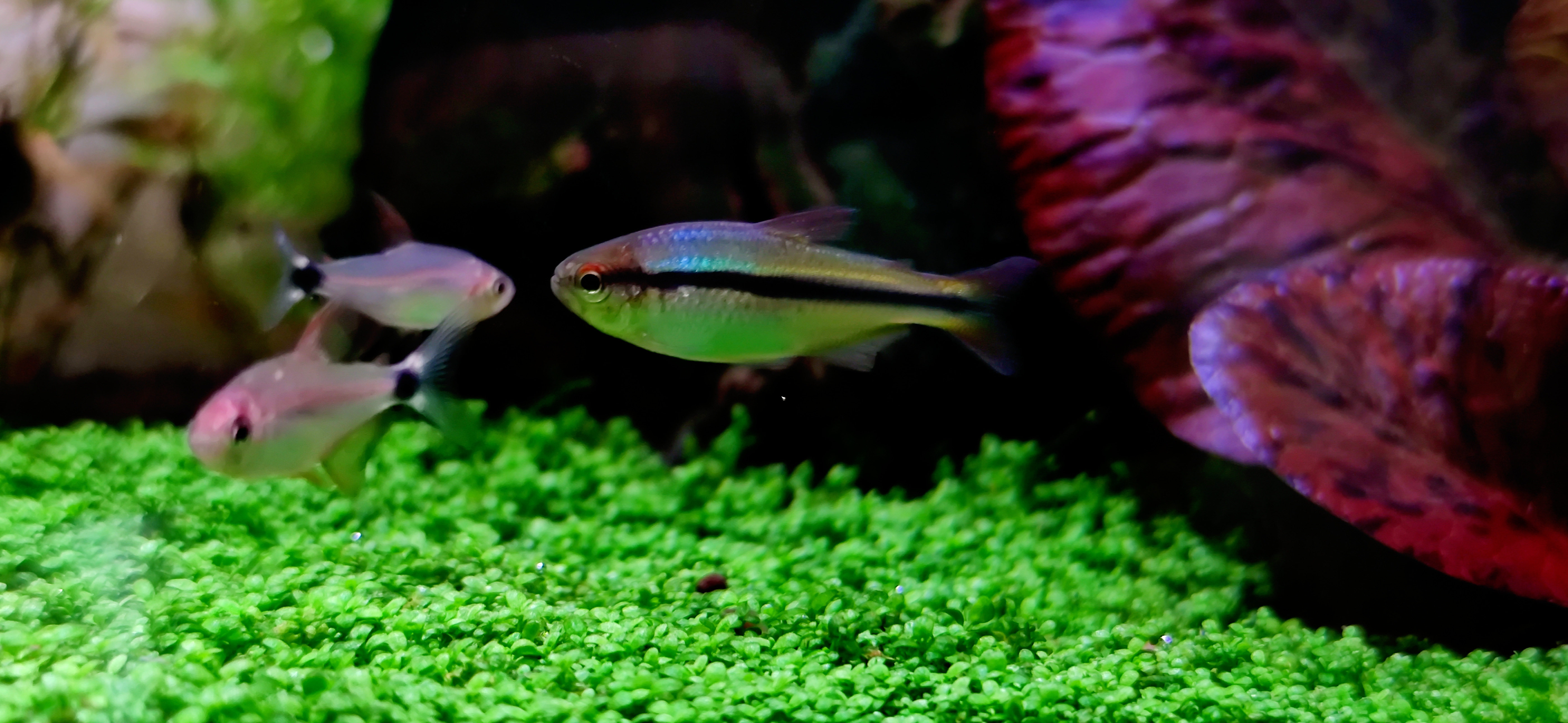 魔鬼皇室灯鱼热带热带鱼鱼草缸群高端南美七彩鱼