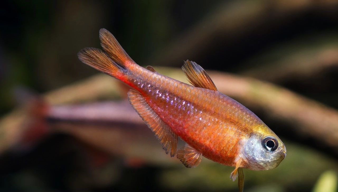 魔鬼红魔养定观赏鱼热带南美进口灯鱼豆丁黄魔鬼鱼