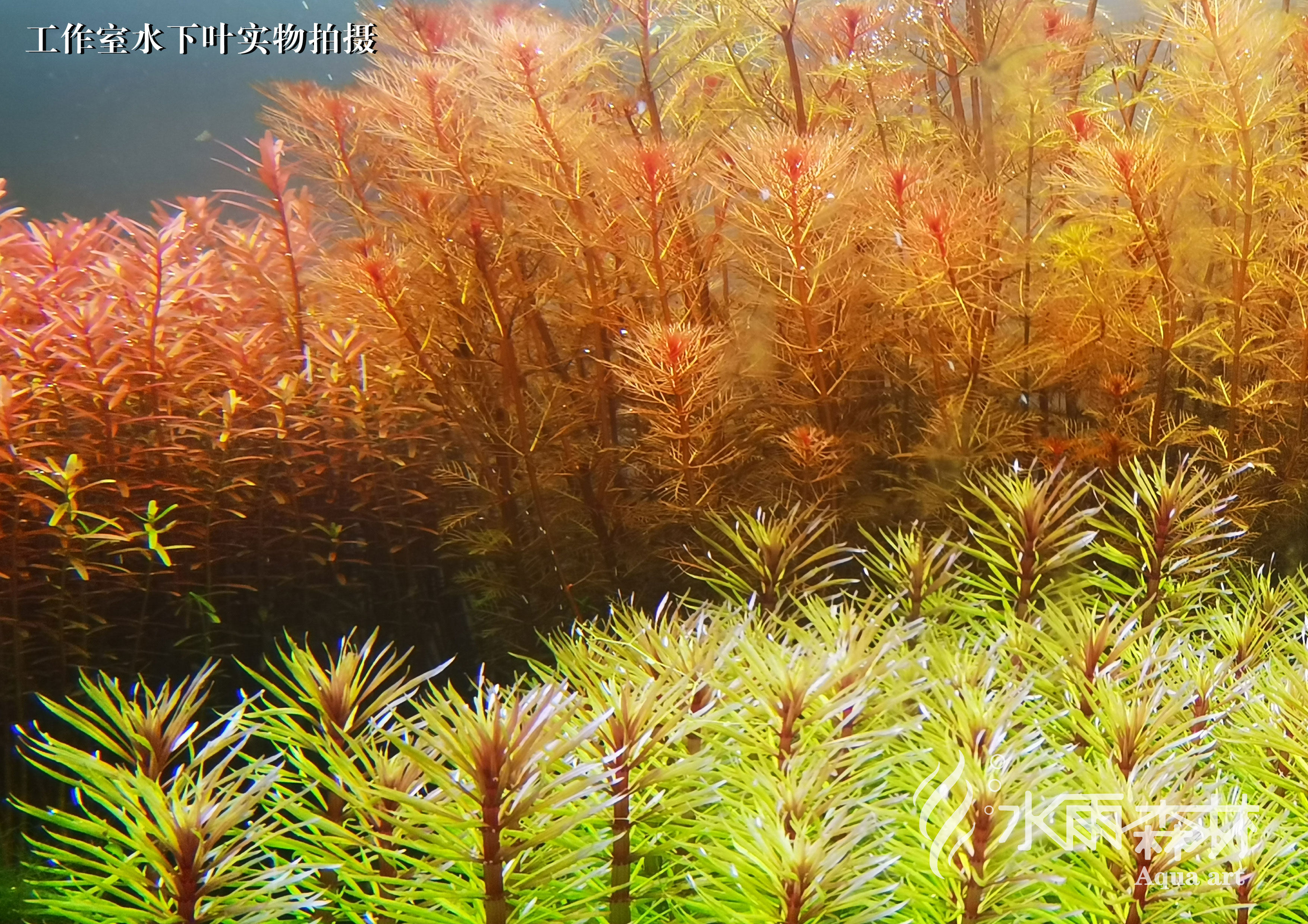 水草百叶中后造景草草太阳豆丁叶太阳水下纯水水草