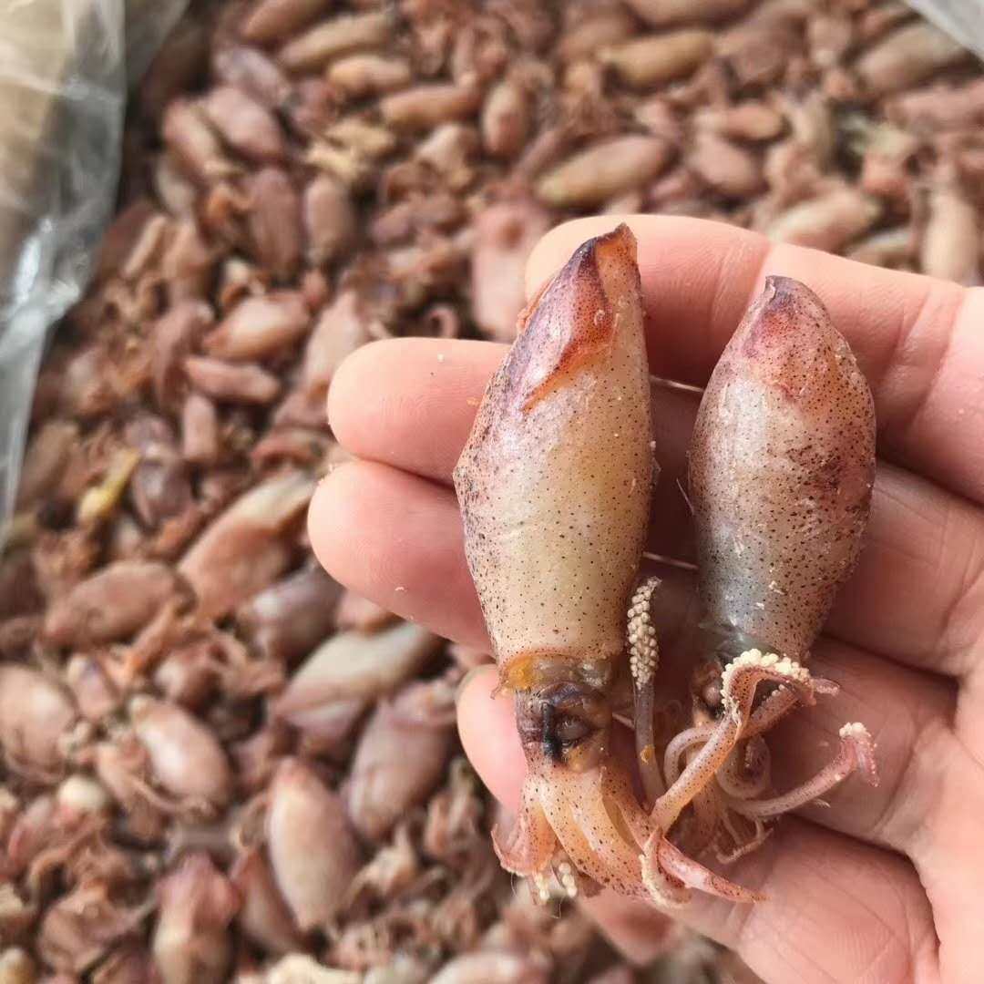 新晒海兔野生乌贼湛江鱿鱼筒带小墨鱼笔管500克鱿鱼干